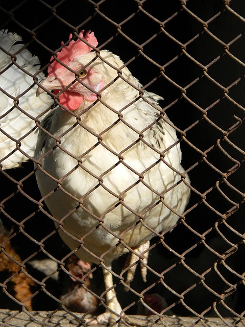 中發揮重要 中發揮重要